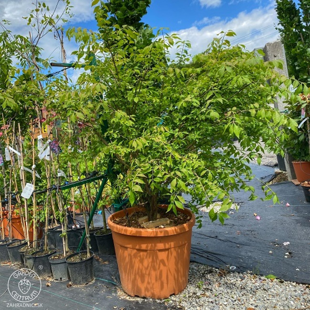 Obrázok Bršlen krídlatý (Euonymus Alatus) - výška 230-250 cm, kont. C70L - VIACKMENNÝ